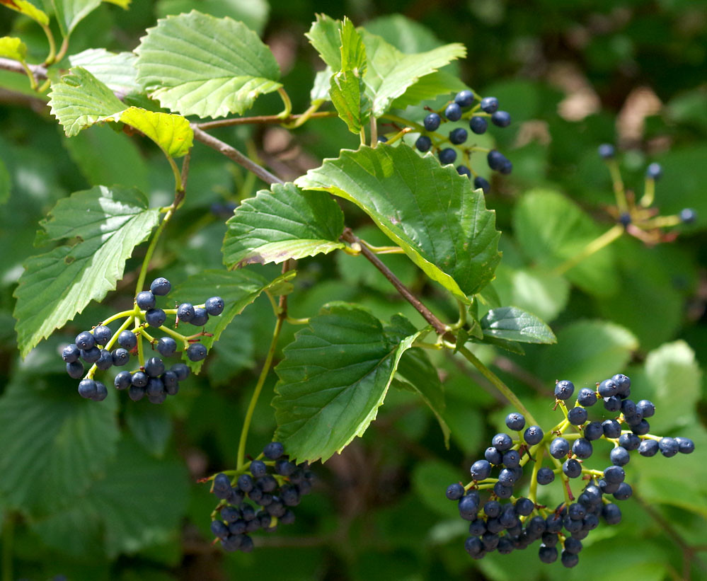Viburnum dentatum, Mt Lofty Botanic Garden, Adelaide, SA, … Flickr