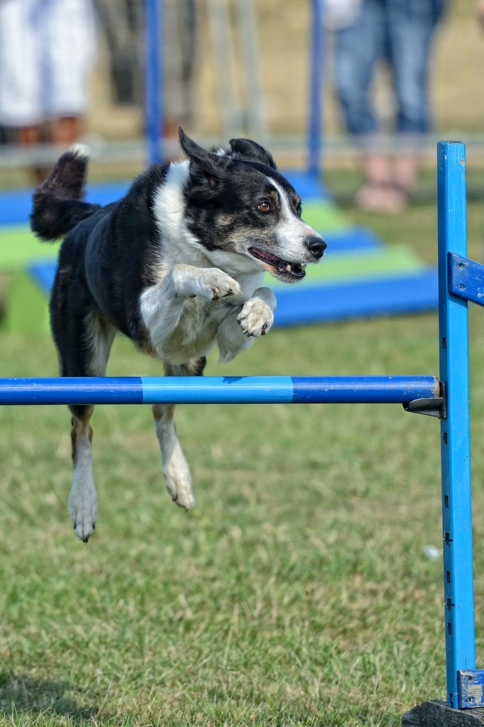 Collie wobbles? Day out at Sandringam Game Fair September