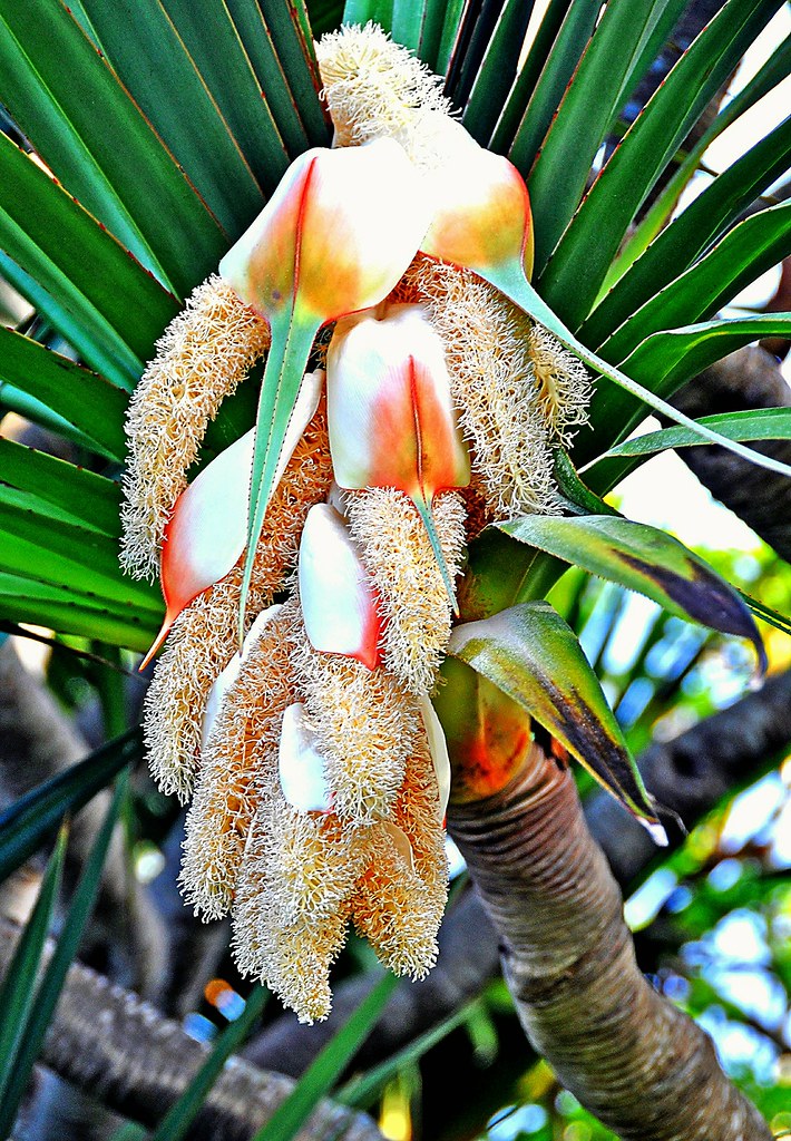 MALE FLOWER OF SCREW PINE Male flower on a screw Pine (Pan… Flickr