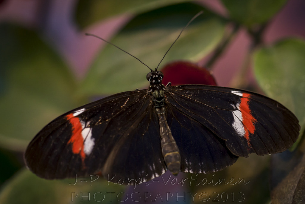 EPS_1311_BOTANIAN69 The botanical garden called Botania i… Flickr