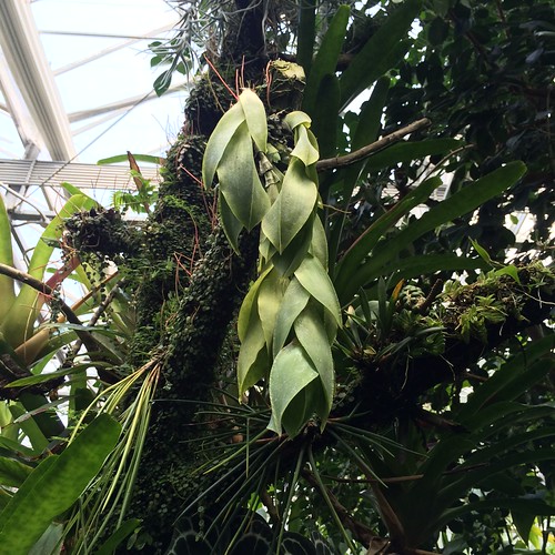 Epidendrum vesicatum; Atlanta Botanical Garden; Orchid Dis… Flickr