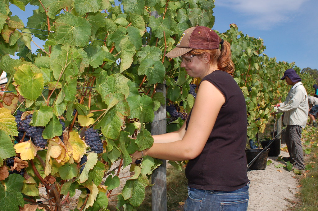 Sparkling wine harvest, Tamar Valley, Tasmania Mark Smith Flickr