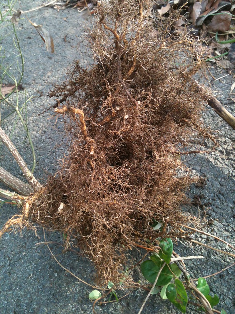 Root system of Winged Euonymus (Euonymus alatus), aka Burn… Flickr