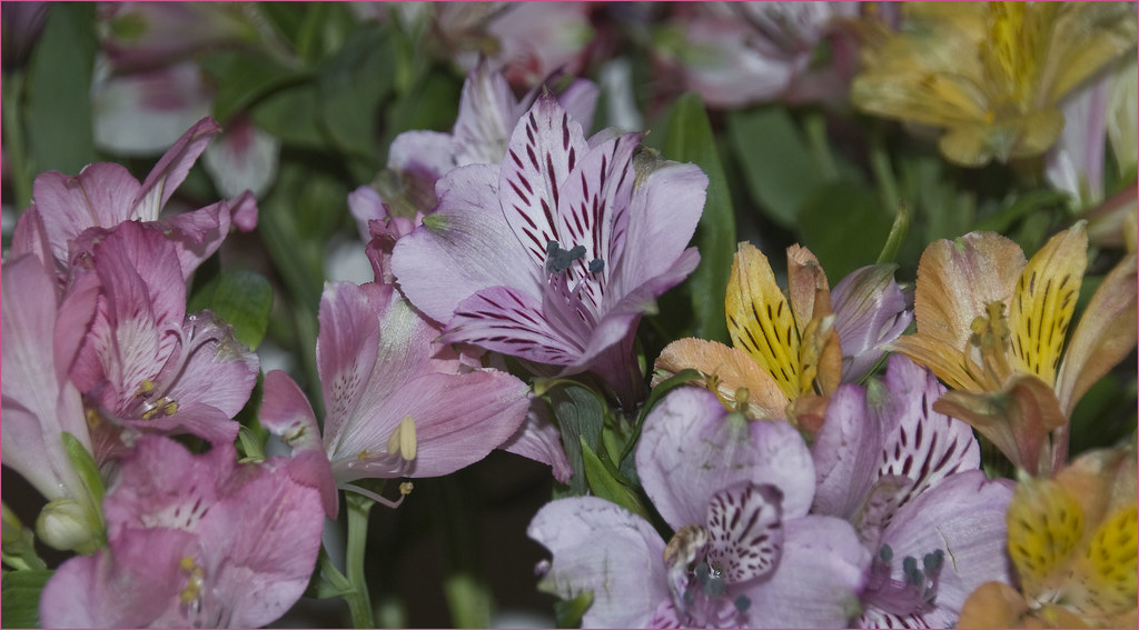 'Flowers in Winter' Arlington (VA) February 2014 DSC_0068 Ron