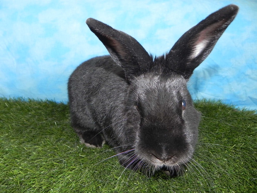 Coal House Rabbit Resource Network Flickr
