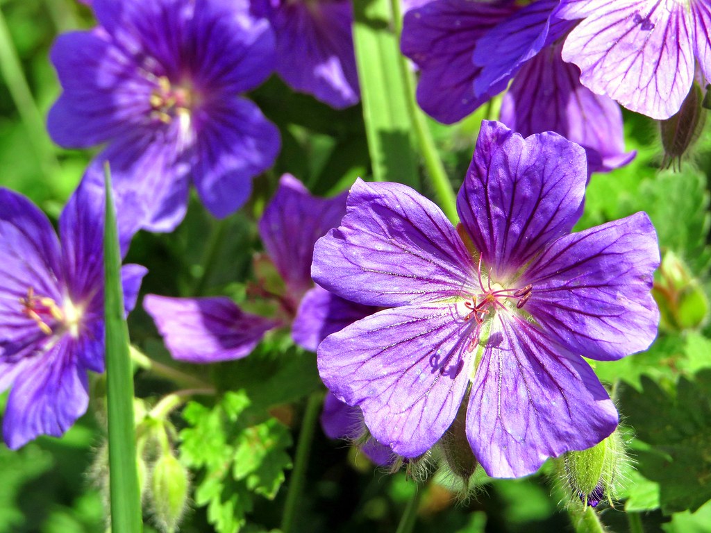 Geranium (4) Blue geraniums attracting bees. Mike Nixon Flickr
