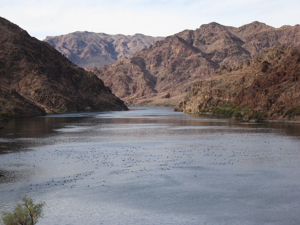 Thousands of waterfowl Willow Beach. Lake Mead National Re… Flickr
