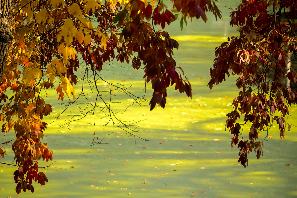 Autumn leaves over the pond Fountain pond park, Hillburn, … Flickr