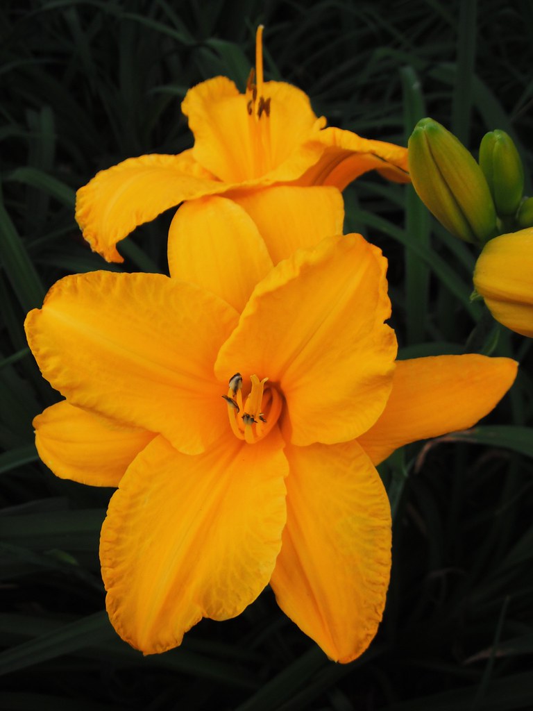 7132013_12_Day_Lilies A bright gold day lily. Flickr