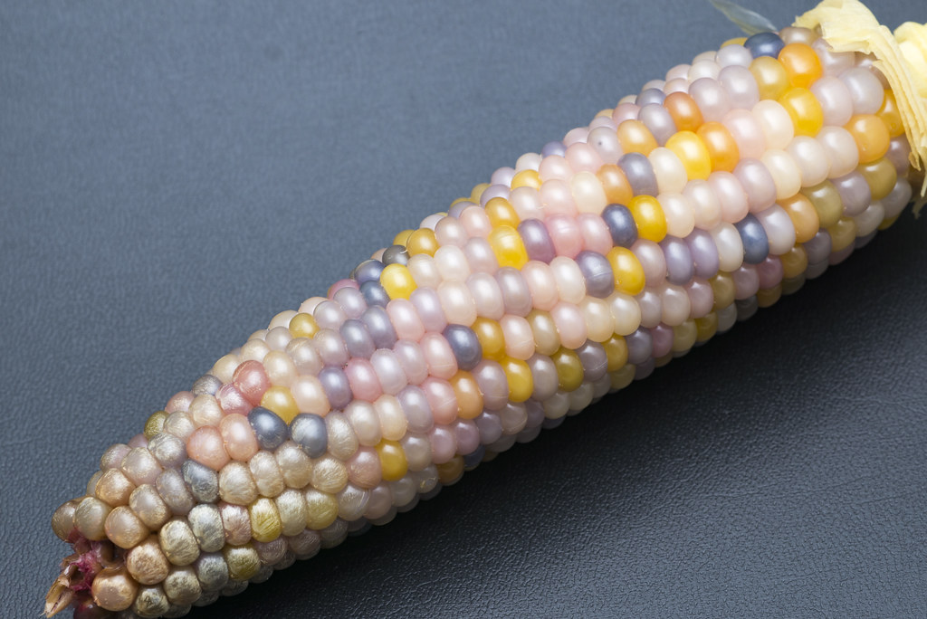 Rainbow corn(Glass Gem corn) Boiled D610/Zoom Micro Nikkor… Flickr