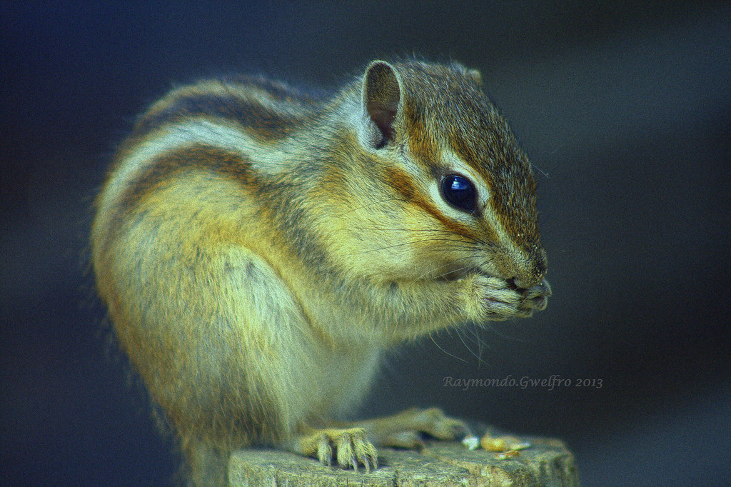 Nutty Chipmunk... Rabbit Farm Llanystumdwy Criccieth Raymond Hughes