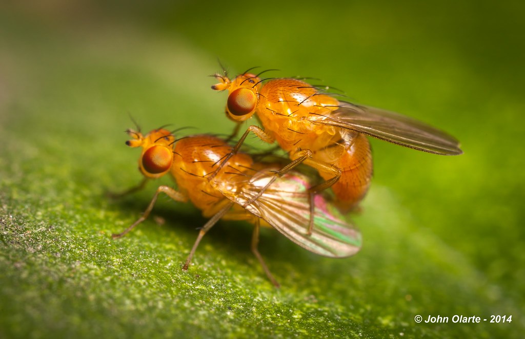 Orange flies John Olarte Flickr