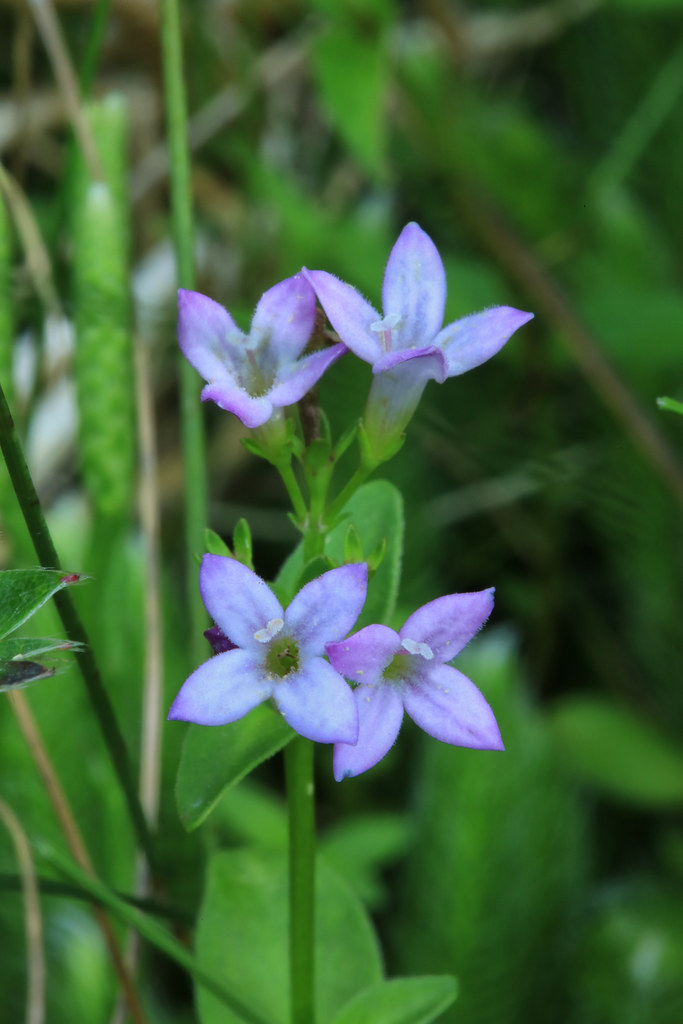 Houstonia montana, Pistillate Flowers, Roan Mountain, Pisg… Flickr
