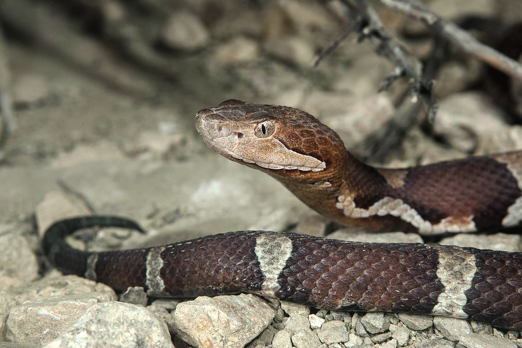 Copperhead Copperheads have a somewhat social nature they… Flickr