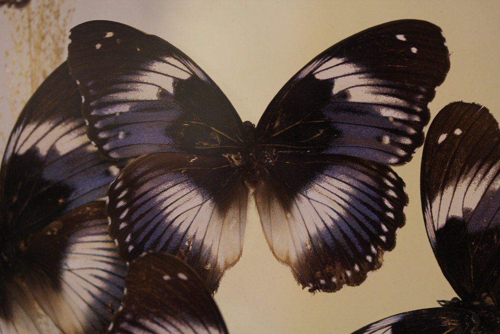 Butterflies on display in the Lewis Ginter Botanical Garde… Flickr
