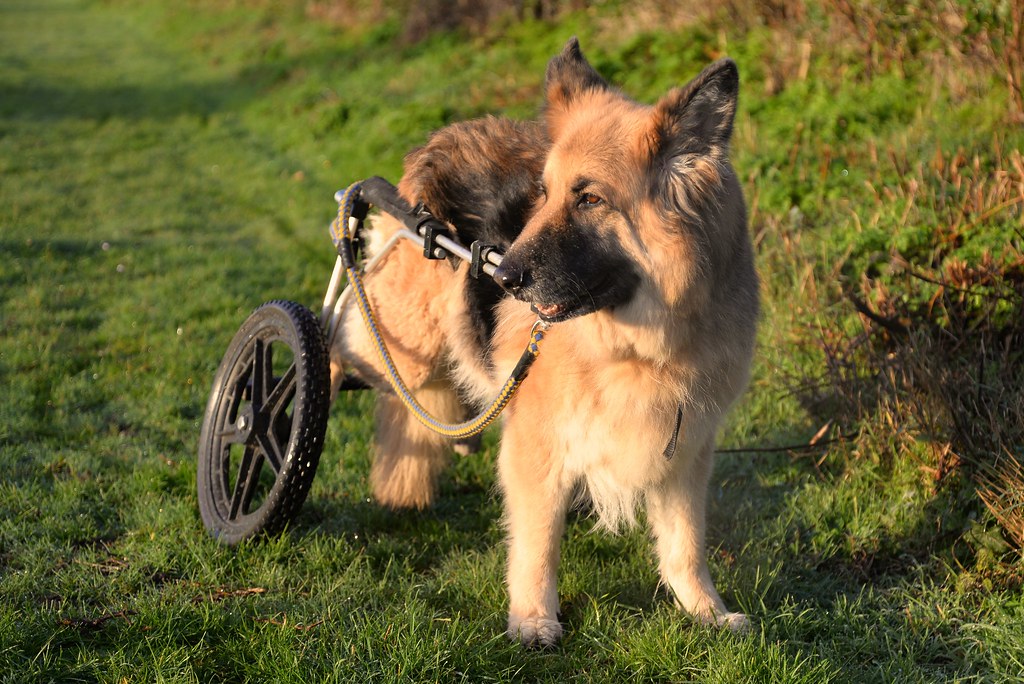 angel in her wheels. german shepherd german shepherd with … Flickr