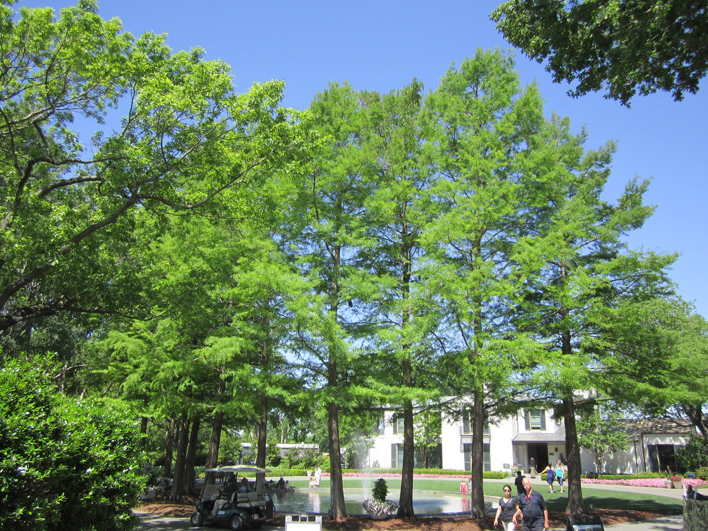 TREES Dallas Arboretum PINOY PHOTOGRAPHER Flickr