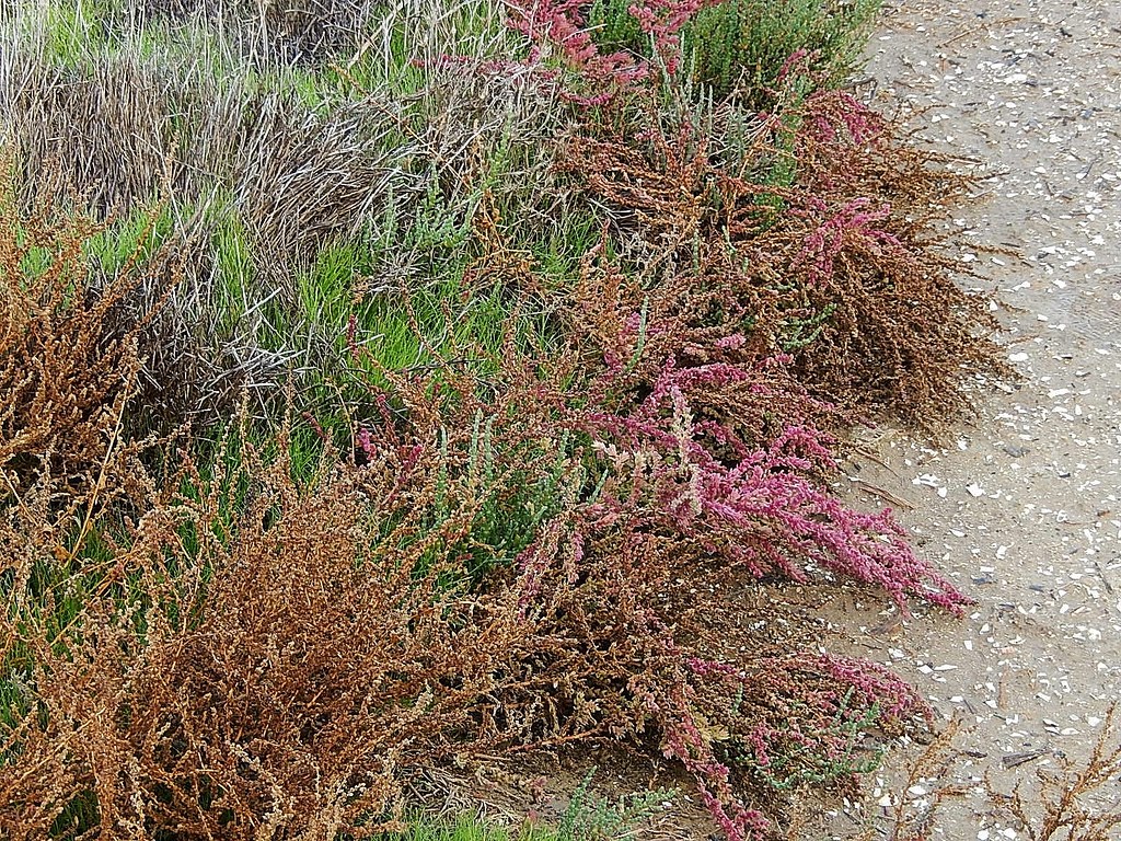 Pink Ground Cover Michael Coghlan Flickr