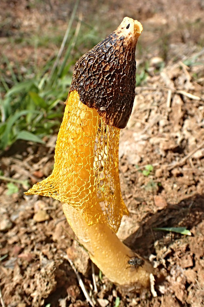 Dictyophora phalloidea Desv. Jeniang, Kedah, Malaysia