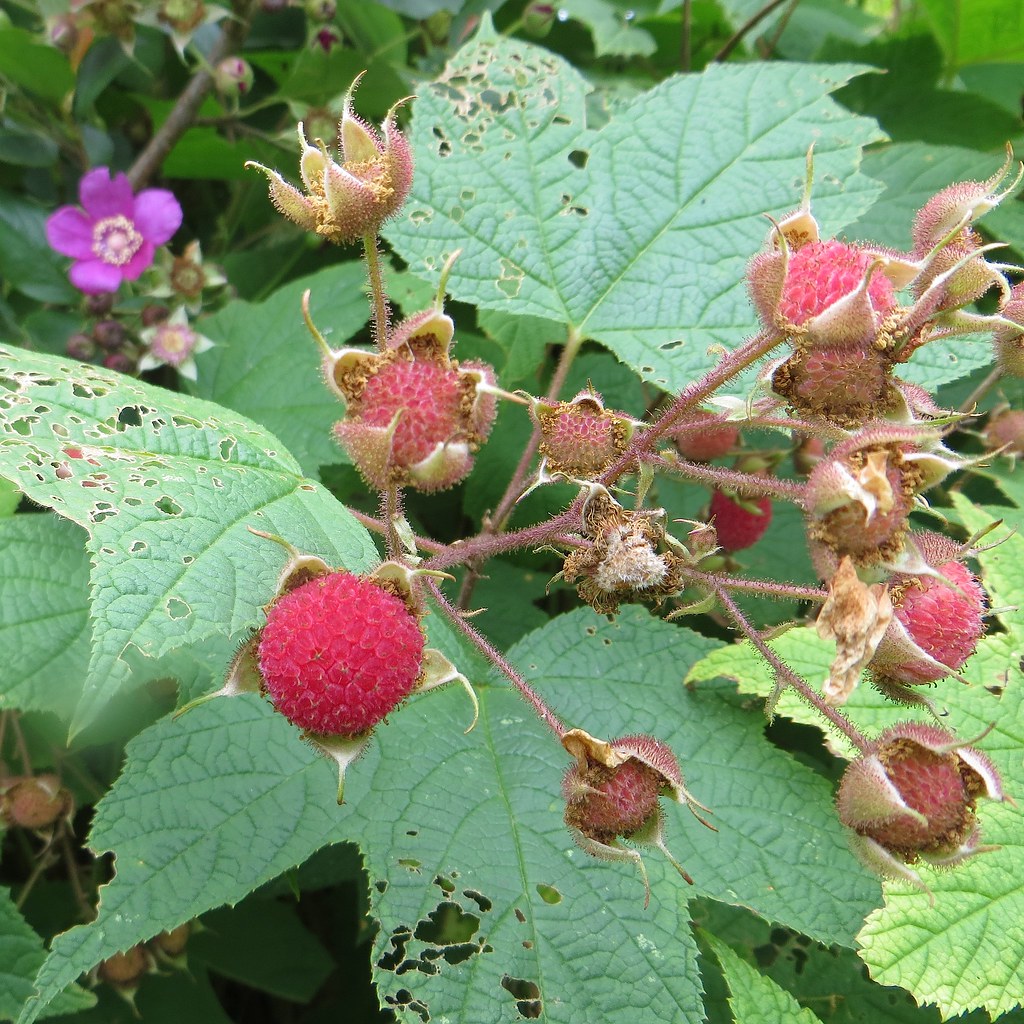 Purple Flowering Raspberry (Rubus odoratus) Under the same moon