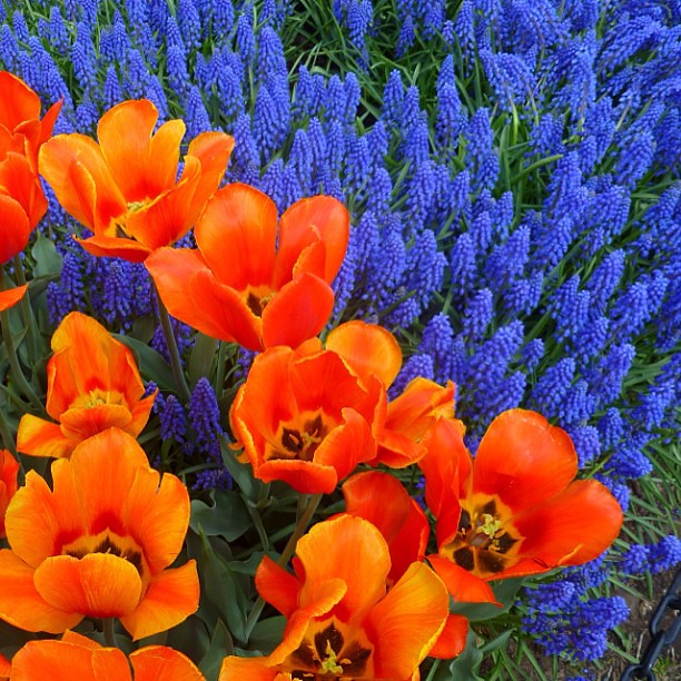 One of my favorite flower pictures I've taken, in my preI… Flickr