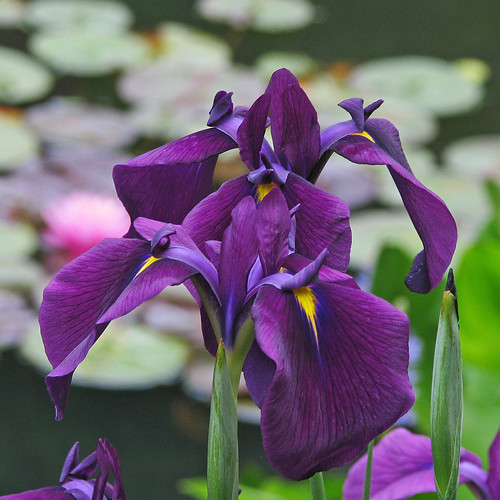 purple iris Purple irises in the lilypad pond Gibbs Garden… Flickr