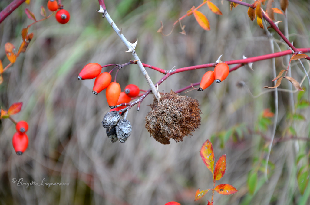 Dans les buissons d'automne 20161115Monbran (43n) Flickr