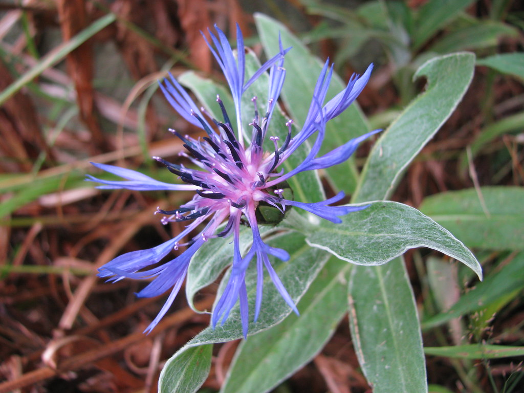 Centaurea montana, (perennial cornflower), Little Deer Isl… Flickr