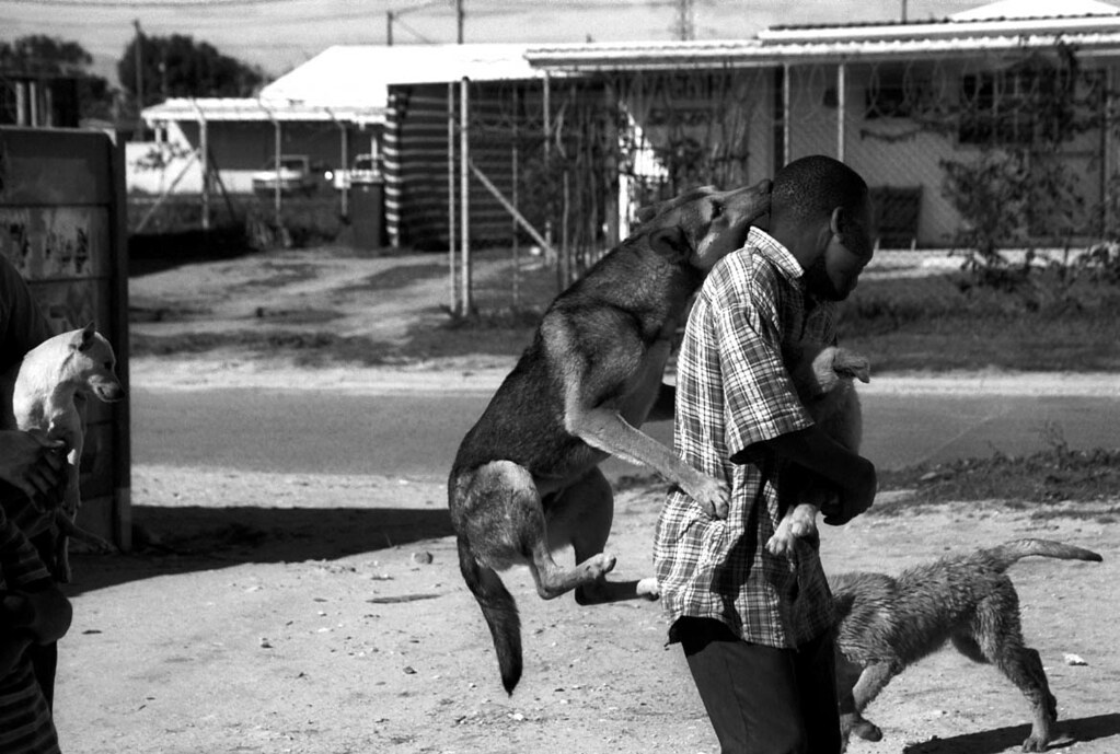 The Animal Rescue Essay. Cape Town, South Africa. Flickr
