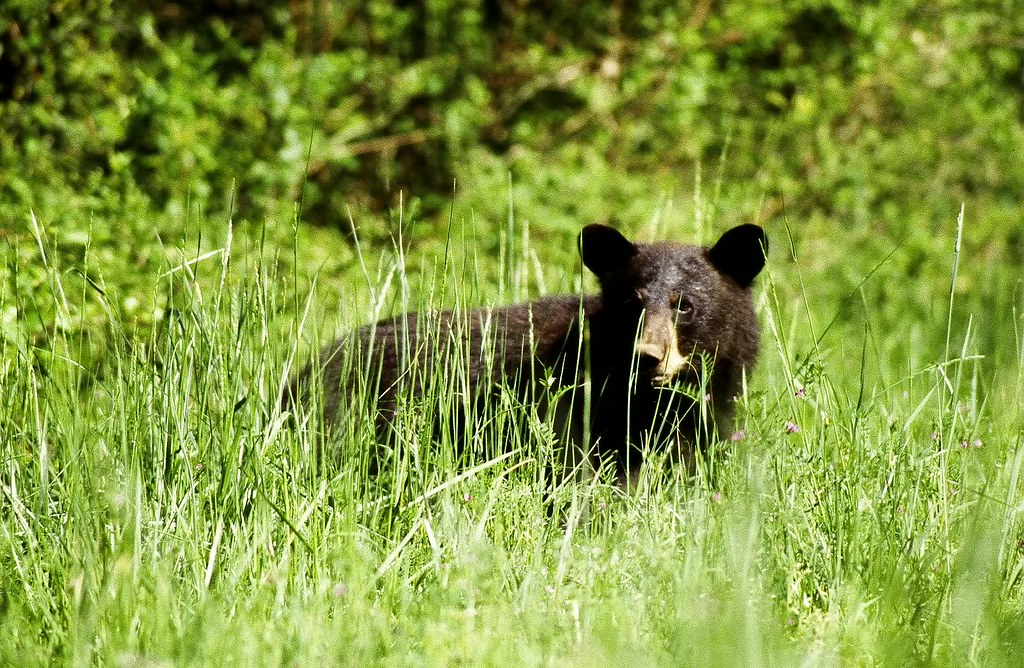 Black bear Great Dismal Swamp National Wildlife Refuge. Cr… Flickr