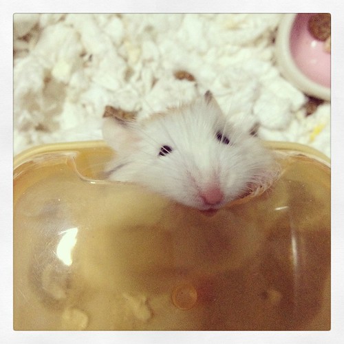 Dwarf Hamster Chewing on Bath Ichigo, the robo dwarf hamst… Flickr