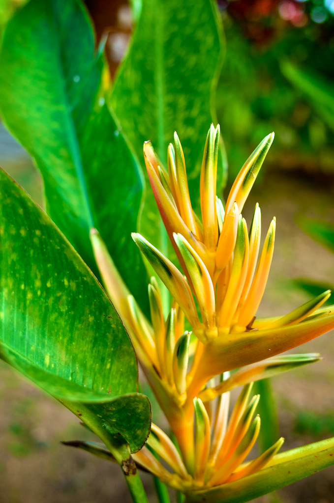 tropical plant in Johor Bahru, Malaysia Macro with 35mm cr… saitok