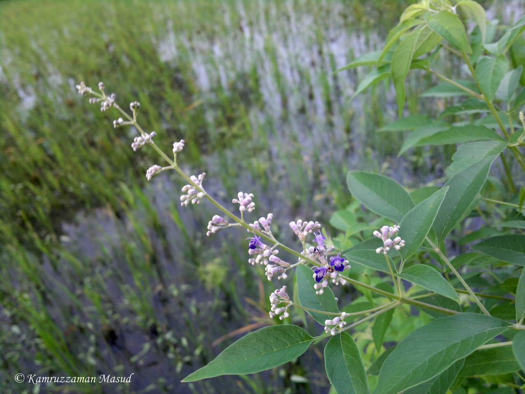 Bengali Name Nishinda Botanical Name Vitex negundo Fam… Flickr