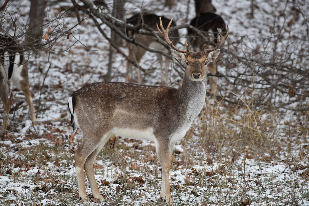 Fallow Deer_4303 1062017 Land Between the Lakes aka Betw… Flickr