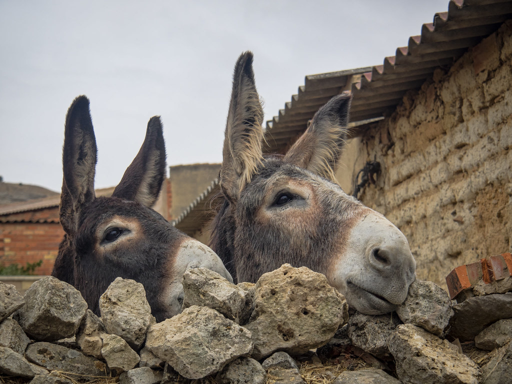 20170110_HeyYou!!Daily10366 Hey!...You!....Over Here! W… Flickr