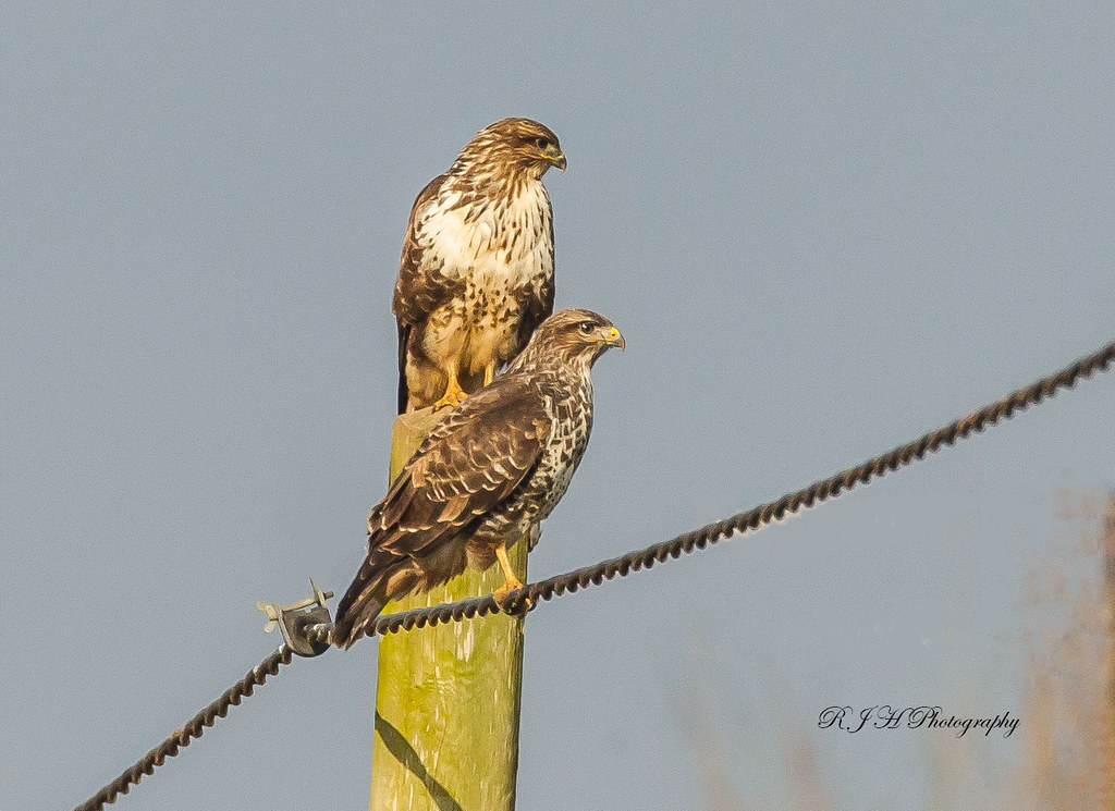 Buzzard Pair Well a first for me, two Common Buzzards sitt… Flickr