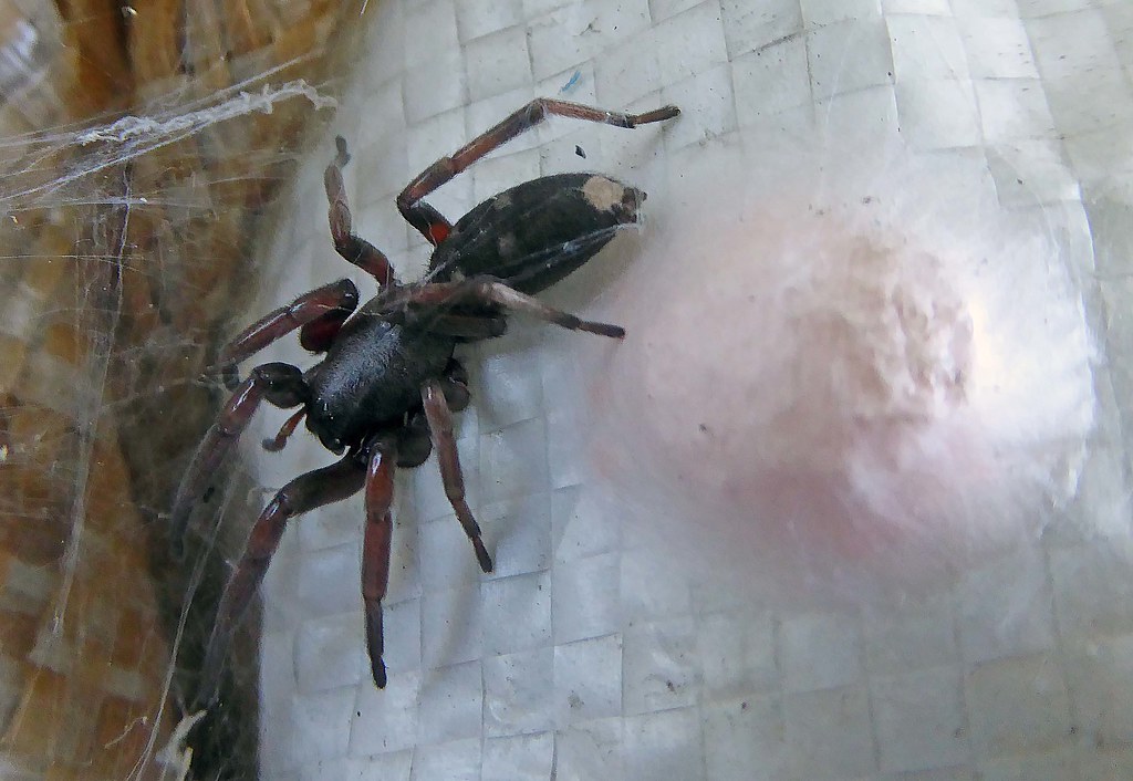 White tail spider and egg case Maureen Pierre Flickr
