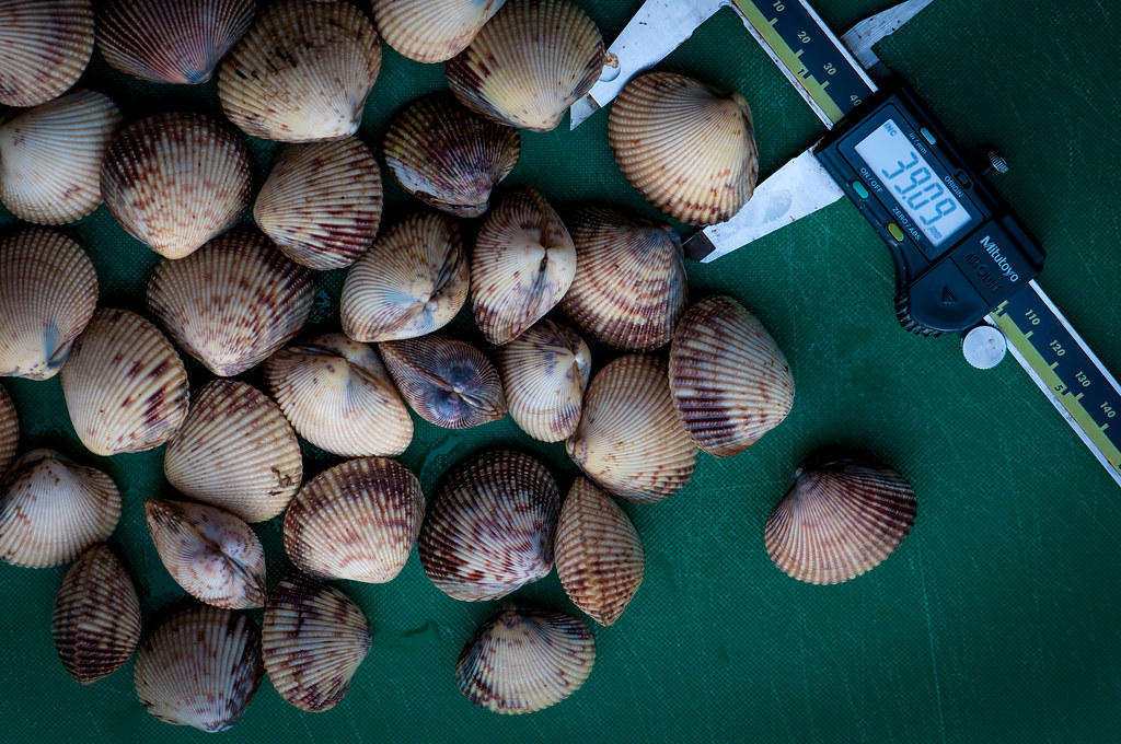 Basket Cockles 6 month old basket cockles VIUDeepBay Flickr