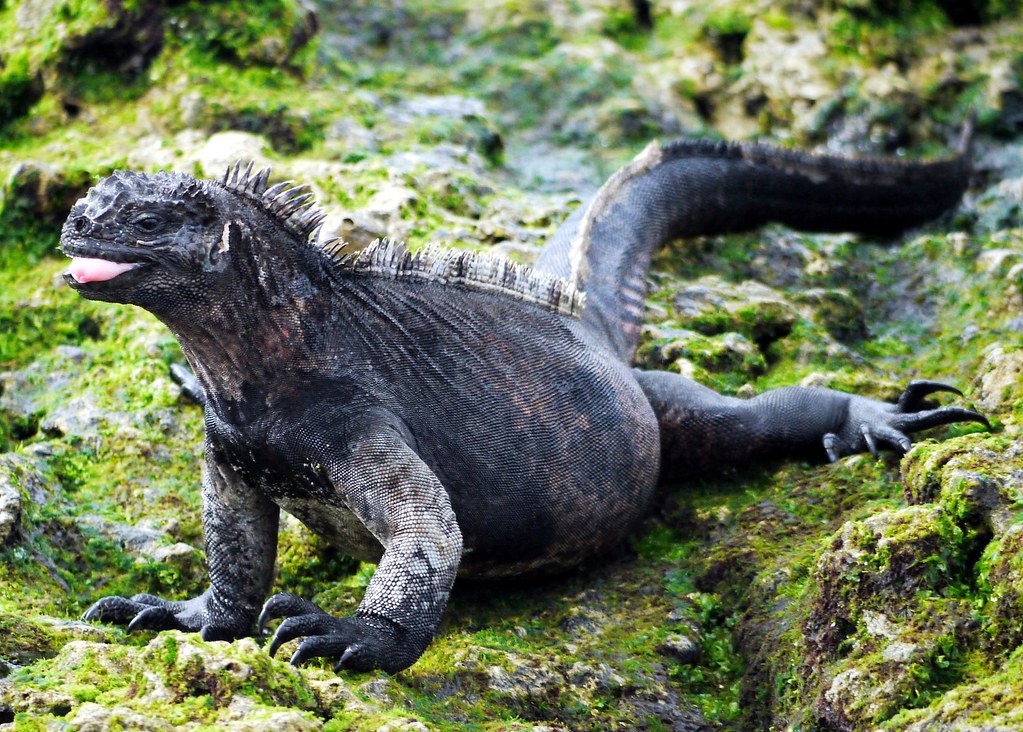 P1070211 Marine Iguana Gibbs Jones Flickr