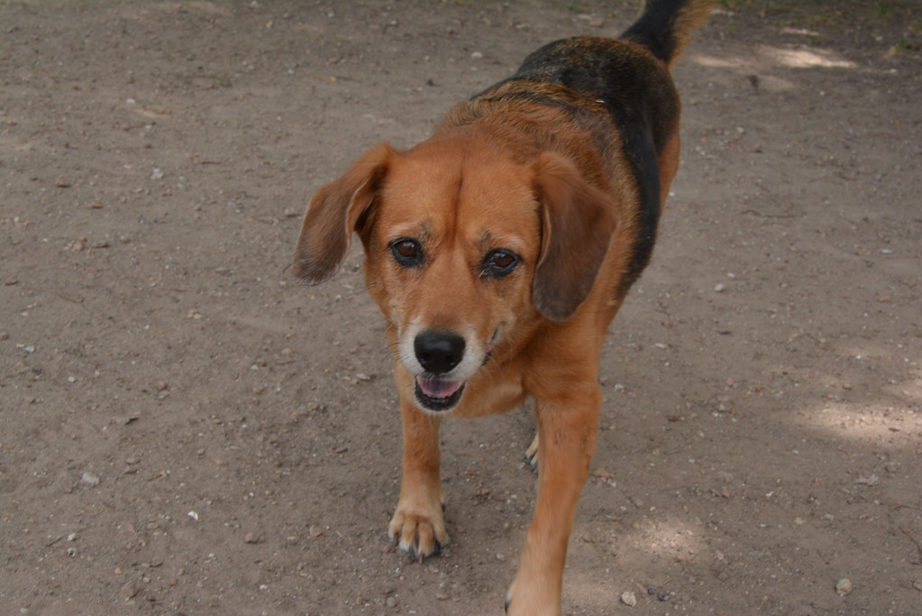 04_bellaire_dog_park_sadie Ron Kikuchi Flickr