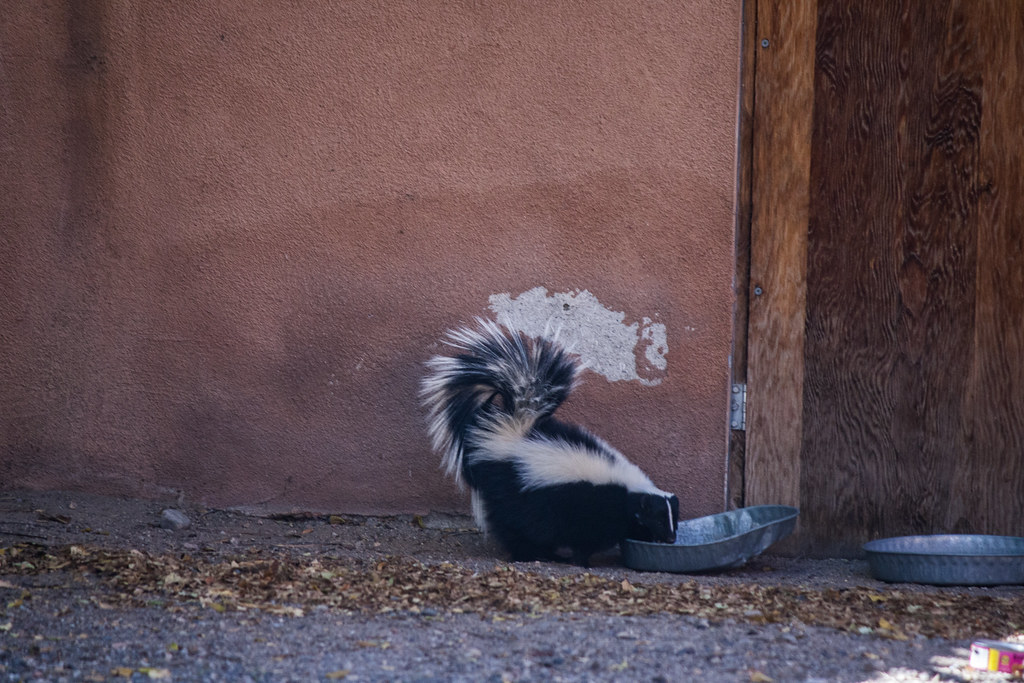 Urban skunk 10142016 (17 of 22) Urban skunk eating cat f… Flickr
