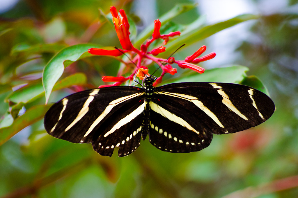 Zebra Heliconian Butterfly Photo Taken at Circle B Bar Res… Flickr