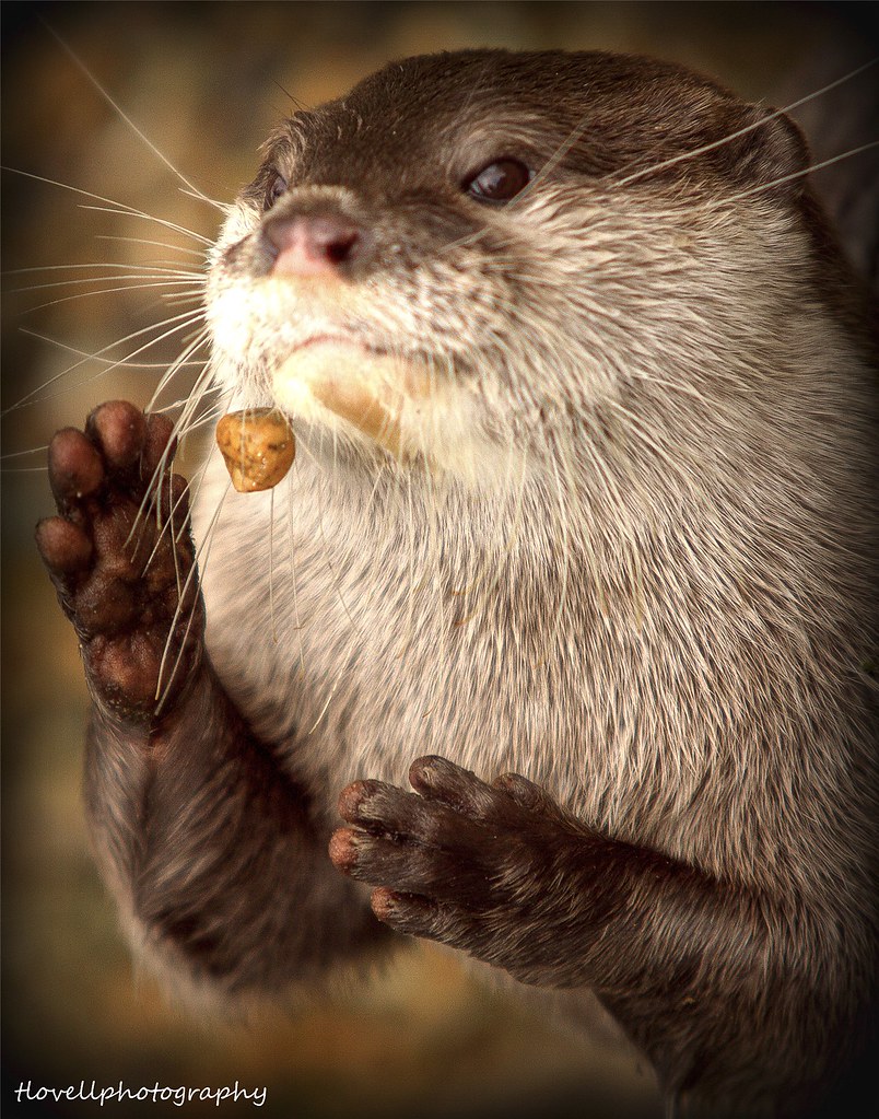 jugglingottertammylovell13920131951134 Marwell Wildlife