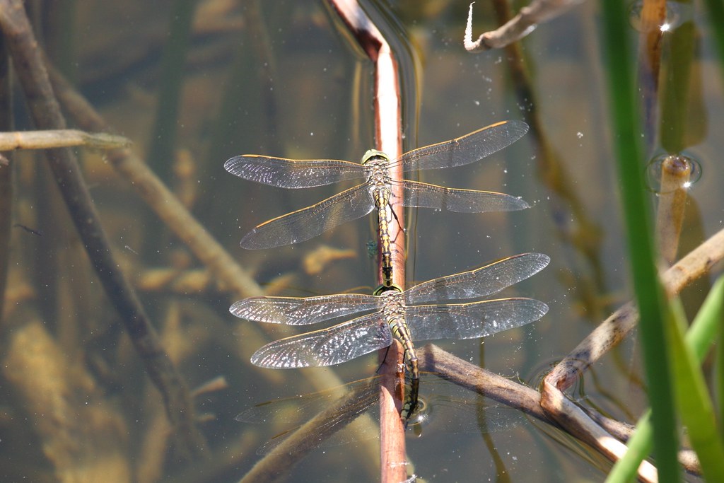 Dragonflies laying eggs Photo by Ian Kitchen Melbourne Water Flickr