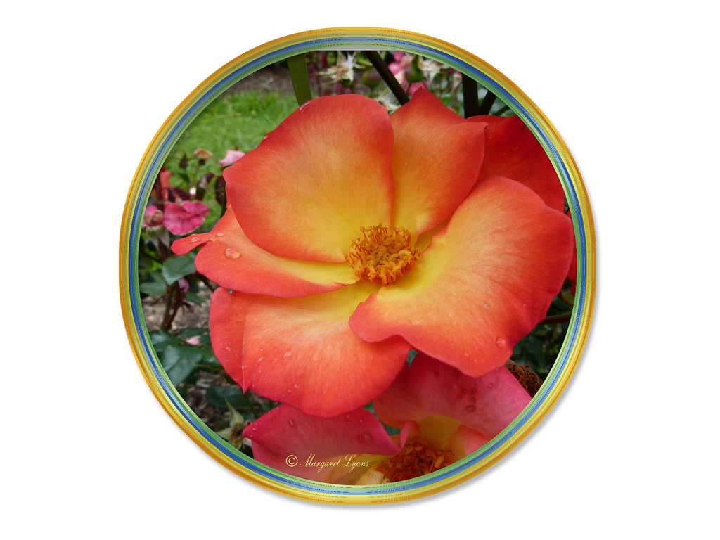 Roses at Healesville (12) margaretpaul Flickr