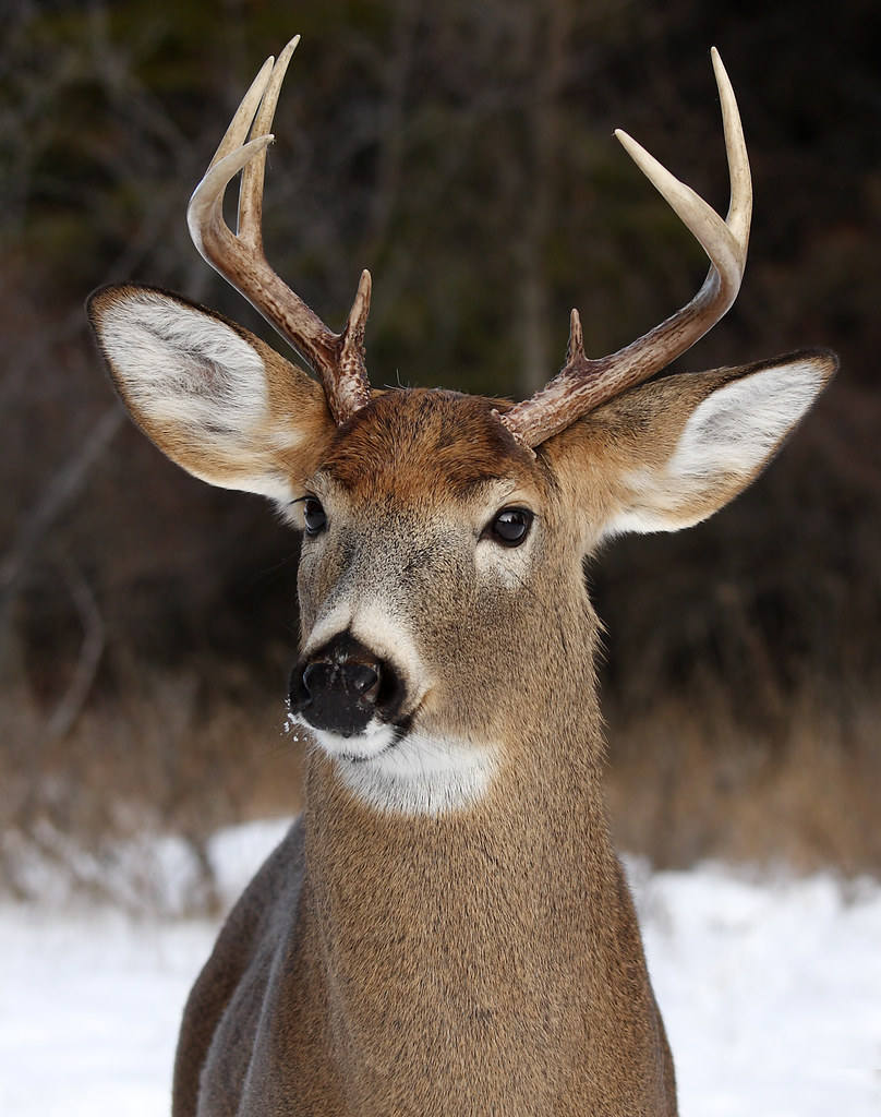 All Ears Whitetailed deer, Ottawa, Ontario The whiteta… Flickr