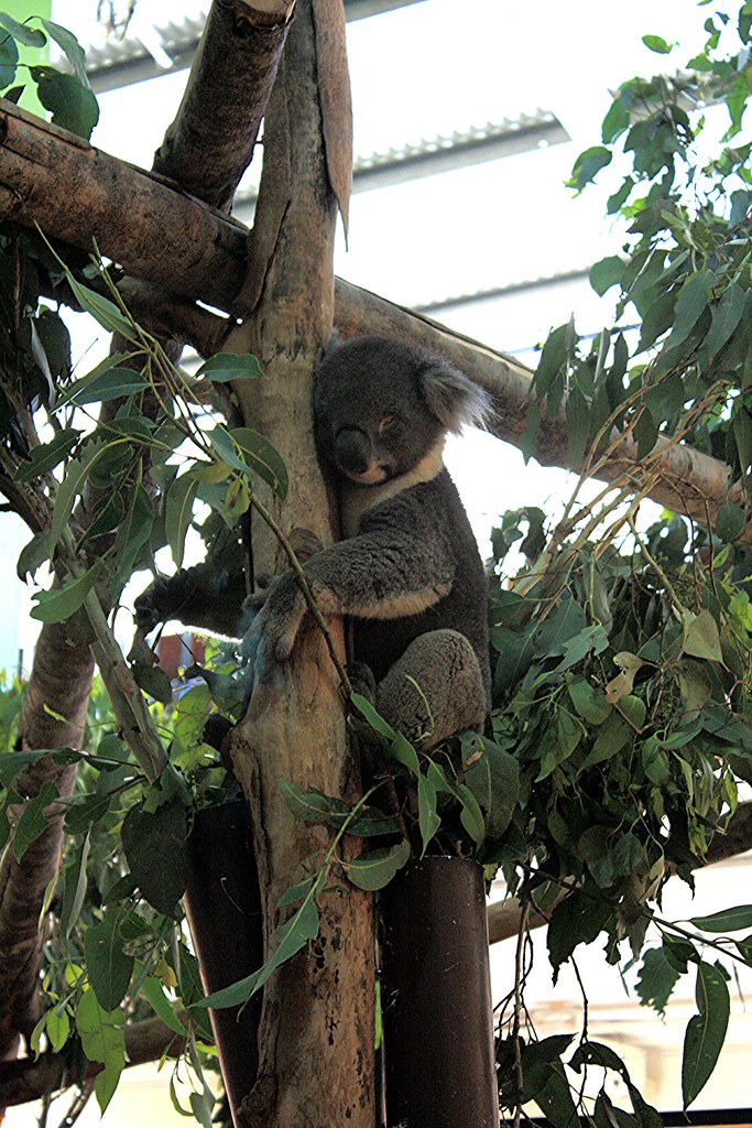 Koala Australia Zoo, Queensland, Australia. Australia Zoo … Flickr