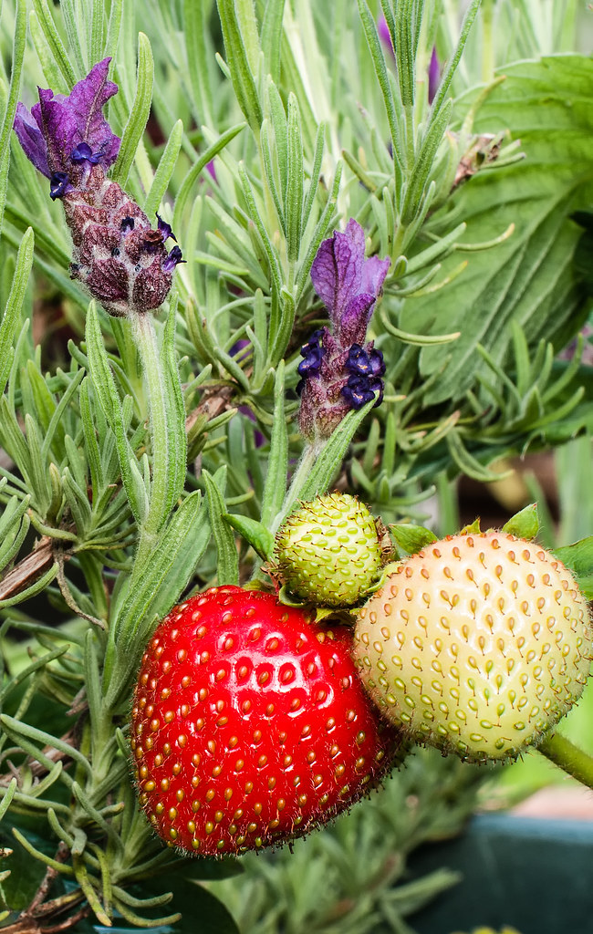 Day 179 Strawberries & Lavender I was never really aware… Flickr