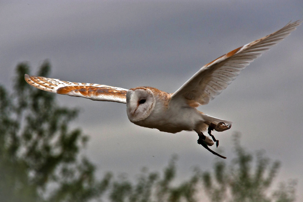 Silent Flight A Taunton Camera Club day out today at the Y… Flickr