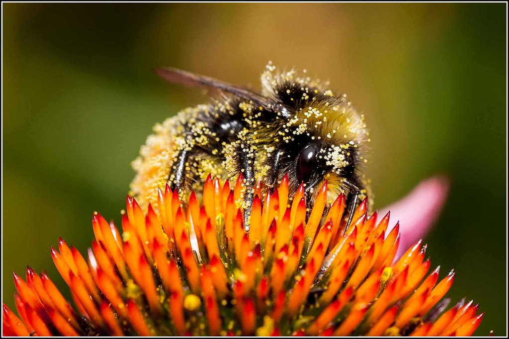 Bumble Bee covered with Pollen feeding on an Echinacea flo… Flickr